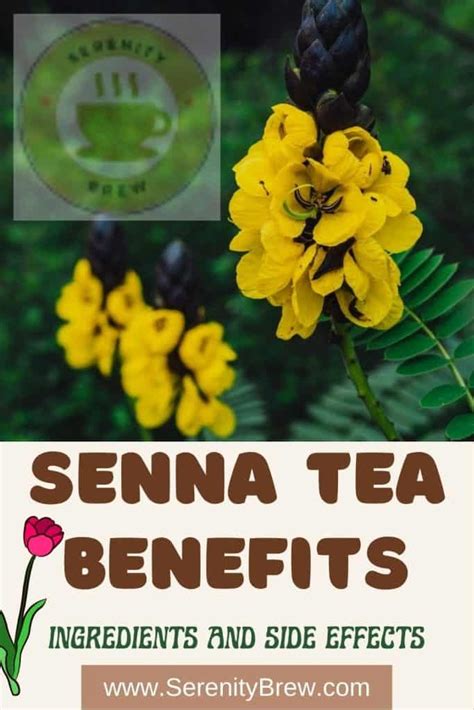 Senna Tea: Benefits, Weight Loss, and Precautions.